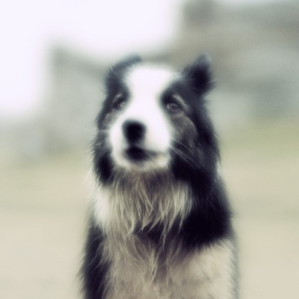 Le Chien Hiko. Photo© Jean François Spricigo