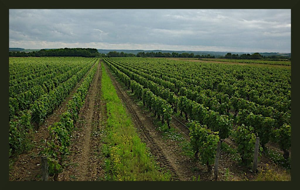 Parcelle de vignes de pineau d'Aunis de la Cave Jumert. Photo © DR