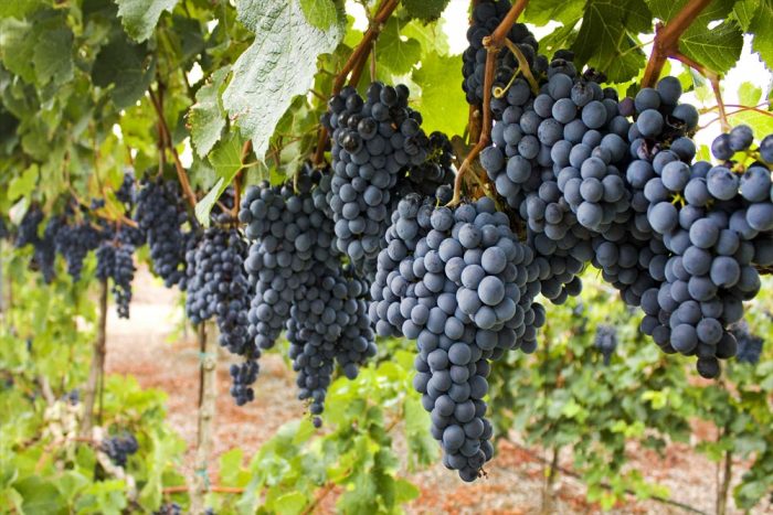 Probablement originaire du Béarne, cépage emblématique du Madiran, la tannat est aussi le cépage national d'Uruguay. Photo © Le Dico du Vin