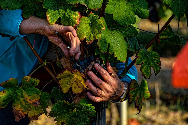 Vendanges du cépage Tannat, AOP Madiran. Photo © DR Madian & Pacherenc du Vic-Bilh