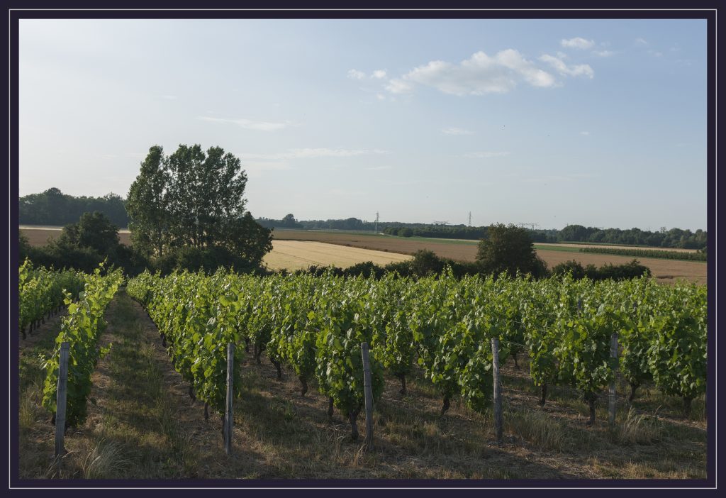 Une parcelle du vignoble du Clos Saint-Fiacre. Sous la ligne d'horizon des arbres fruitiers étaient jadis présents. Photo © Pierre d'Ornano | Aeternus.fr