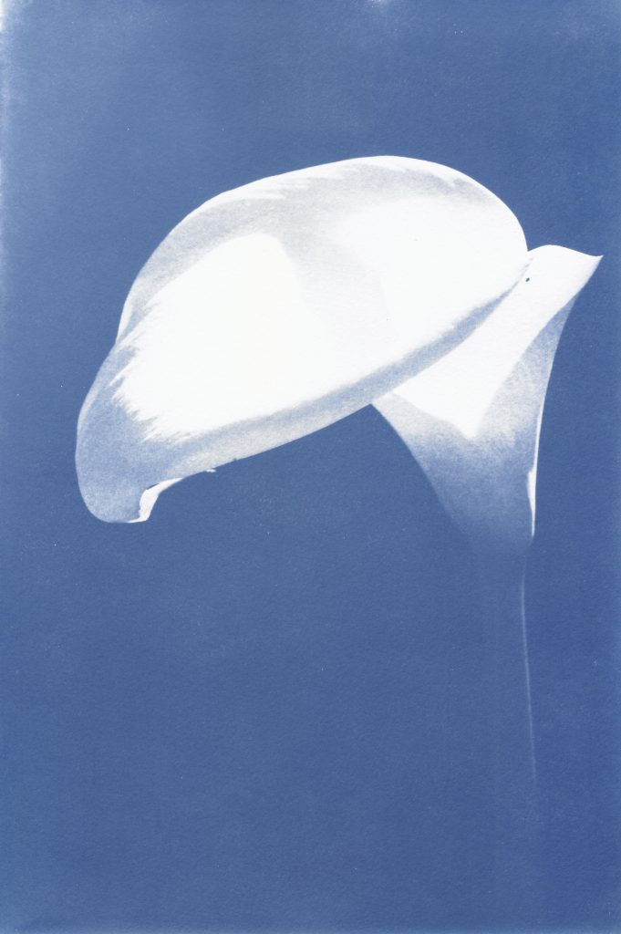 Zantedeschia © Paul Nouallet